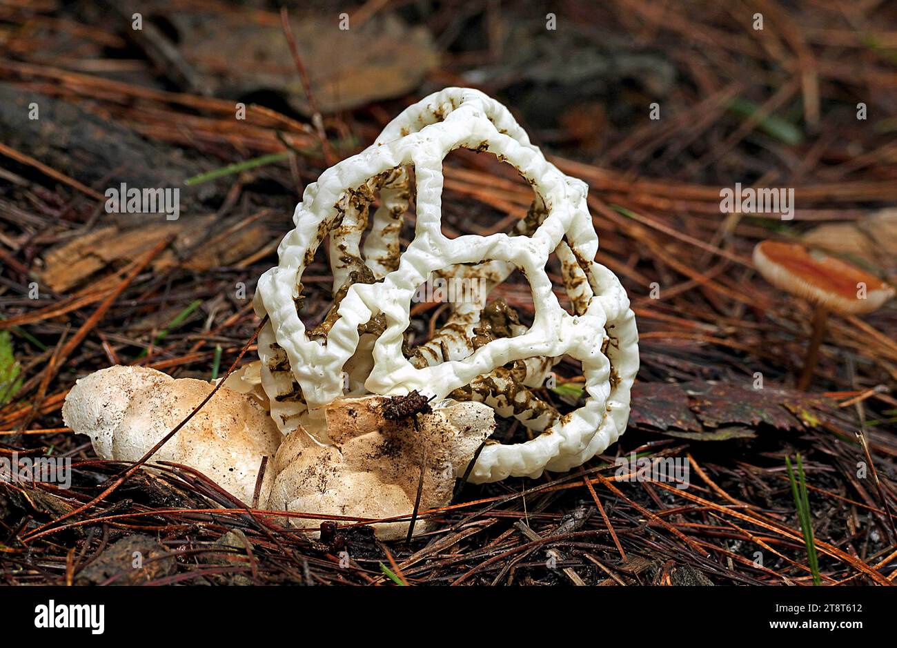 Ileodictyon cibarium. (Basket fungus), Ileodictyon cibarium is a