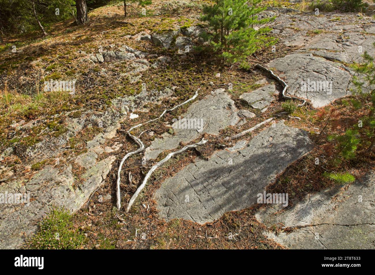 Tree roots growing on rock surface in sunny weather Stock Photo - Alamy