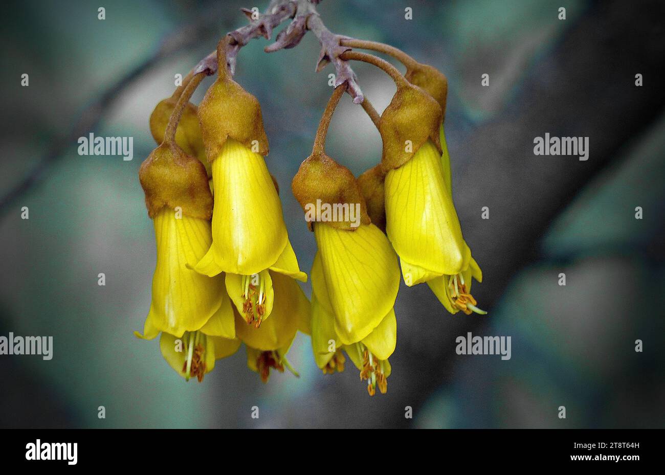 Sophora, or Kowhai, The genus of Sophora, or Kowhai as we Kiwis (New Zealanders) know it, comprises around fifty species of trees and shrubs found in the tropics and the more temperate parts of North and South America, Asia, Australia and here in New Zealand Stock Photo