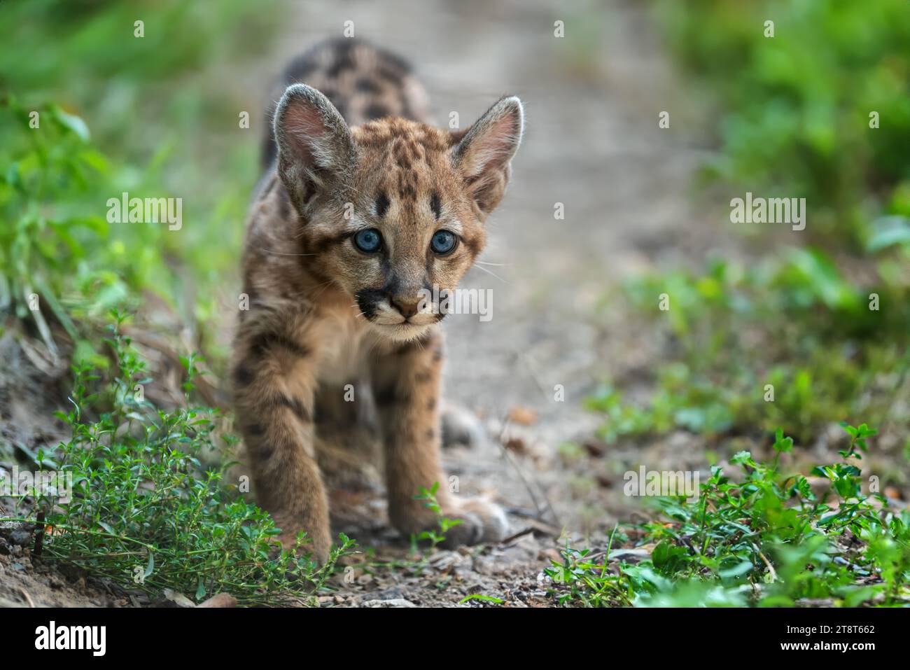 Portrait baby cougar, mountain lion or puma in nature. Animal in natural habitat. Wildlife scene Stock Photo