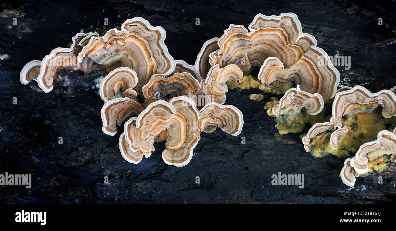 Trametes versicolor. (Turkey tails), Trametes versicolor – also known as Coriolus versicolor and Polyporus versicolor – is a common polypore mushroom found throughout the world. Meaning 'of several colours', versicolor reliably describes this fungus that displays different colors. For example, because its shape and multiple colors are similar to those of a wild turkey Stock Photo