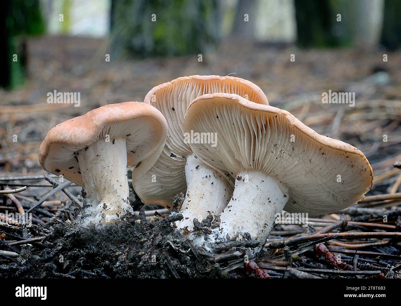 Hebeloma sp, Hebeloma is a genus of fungi in the family Hymenogastraceae. Found worldwide, it contains the poison pie or fairy cakes (Hebeloma crustuliniforme Stock Photo