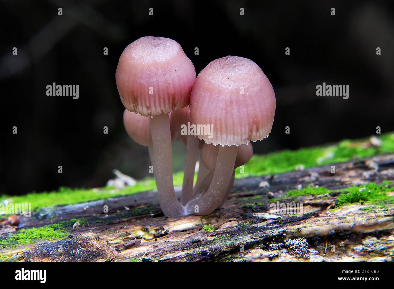 Mycena clarkeana, Mycena clarkeana is a small saprophytic fungi, a member of the gilled mushrooms. It grows in clusters on dead wood in lowland podocarp dicotyledonous forest throughout New Zealand in autumn and early winter. It can also grow on the wood of introduced trees Stock Photo