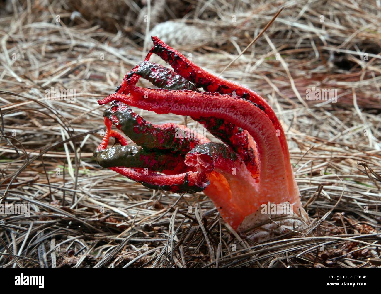 Devils fingers. Octopus Fungus, The species is from the southern hemisphere. The devils fingers fungus hatches from a slimy, gelatinous egg. As it grows, the tentacle-like arms start to protrude. The bright red colour of this fungus makes it easy to spot. Related to the stinkhorns it has a strong and unpleasant smell Stock Photo