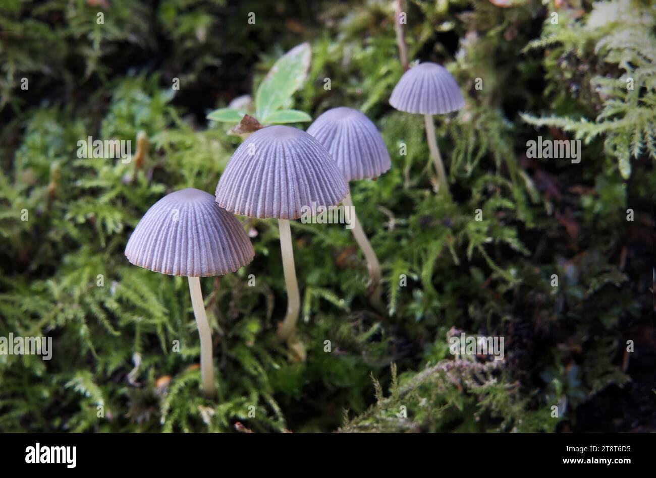 Mycena, Mycena is a large genus of small saprotrophic mushrooms that are rarely more than a few centimeters in width. They are characterized by a white spore print, a small conical or bell-shaped cap, and a thin fragile stem. Most are gray or brown, but a few species have brighter colors Stock Photo