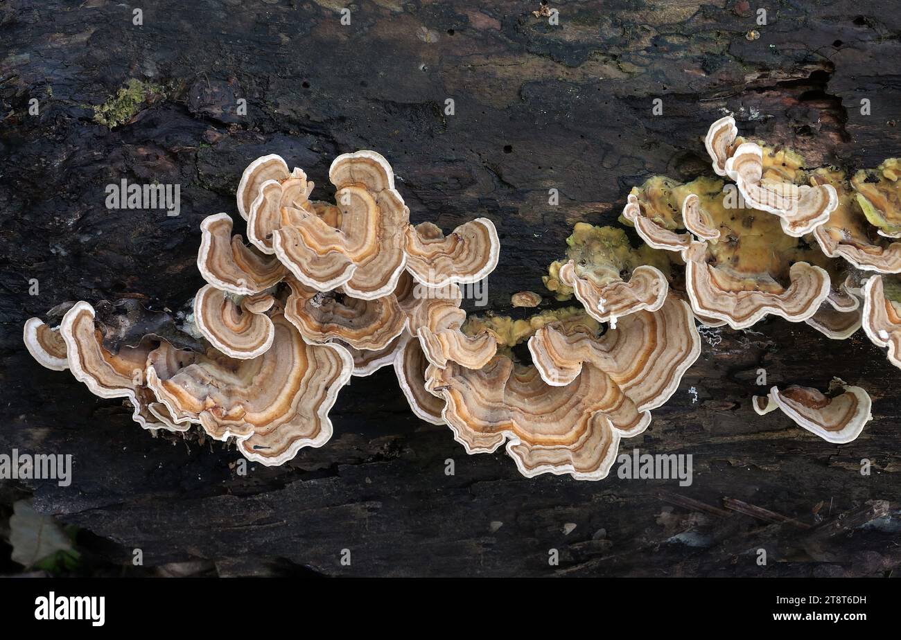 Trametes versicolor, Trametes versicolor – also known as Coriolus versicolor and Polyporus versicolor – is a common polypore mushroom found throughout the world. Meaning 'of several colours', versicolor reliably describes this fungus that displays different colors. For example, because its shape and multiple colors are similar to those of a wild turkey Stock Photo