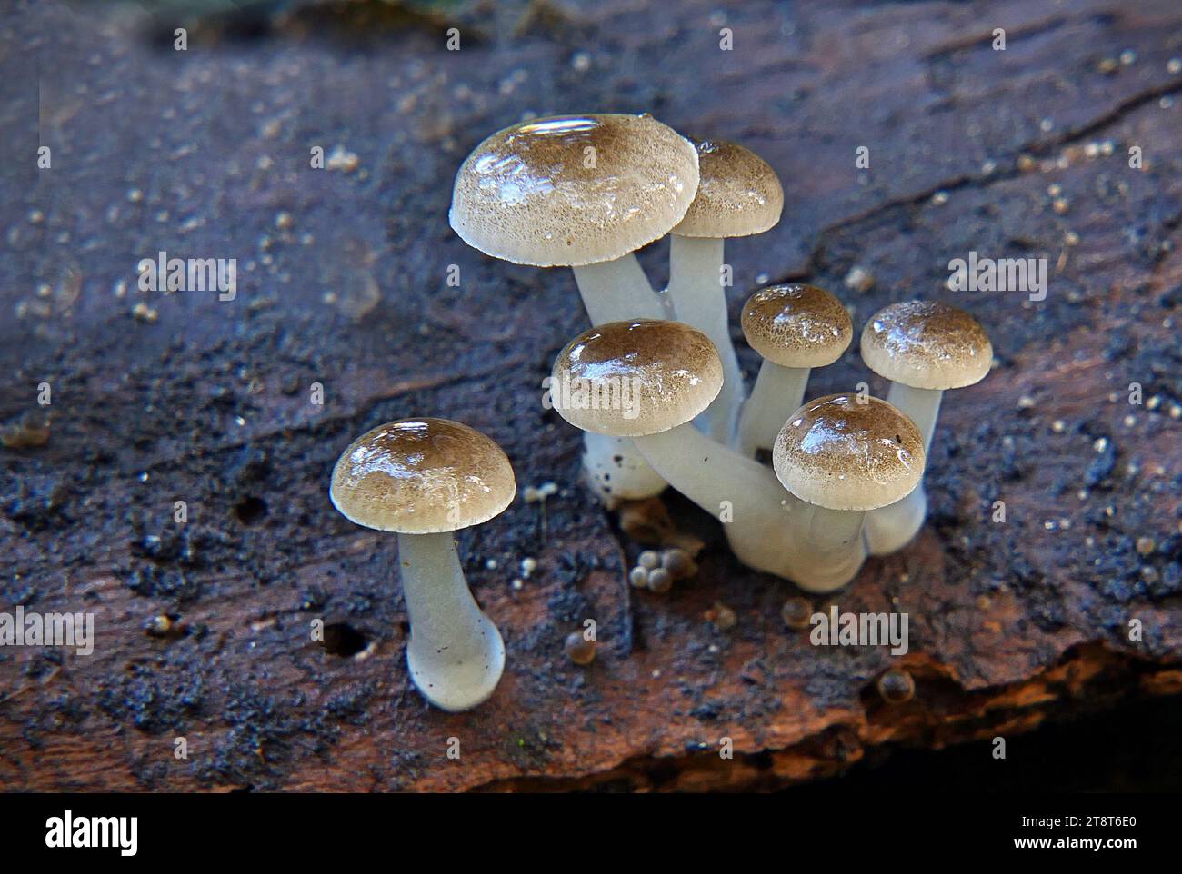 Mycena sp, Mycena is a large genus of small saprotrophic mushrooms that are rarely more than a few centimeters in width. They are characterized by a white spore print, a small conical or bell-shaped cap, and a thin fragile stem. Most are gray or brown, but a few species have brighter colors Stock Photo