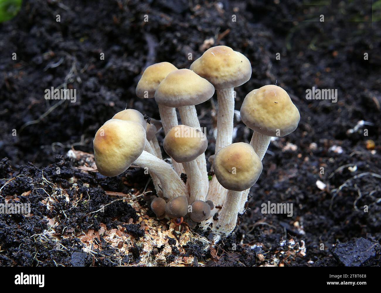 Cortinariaceae sp, Cortinarius is a globally distributed genus of mushrooms in the family Cortinariaceae. It is suspected to be the largest genus of agarics, containing over 2,000 widespread species Stock Photo