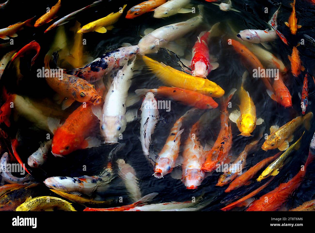 Fresh water fishermen's bait tray for pond fishing for silver fish and carp  Stock Photo - Alamy