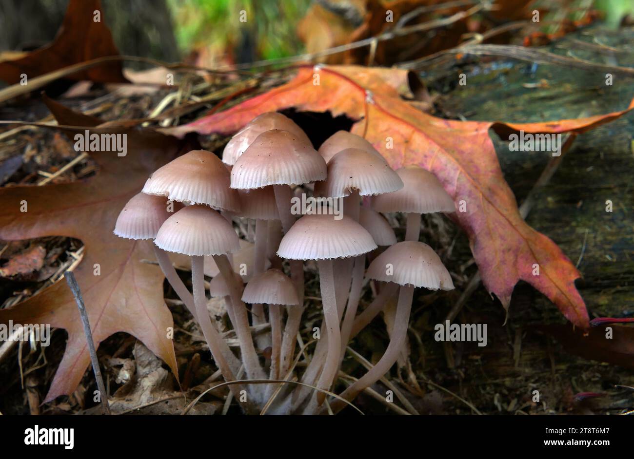 Mycena sp, Mycena is a large genus of small saprotrophic mushrooms that are rarely more than a few centimeters in width. They are characterized by a white spore print, a small conical or bell-shaped cap, and a thin fragile stem. Most are gray or brown, but a few species have brighter colors Stock Photo