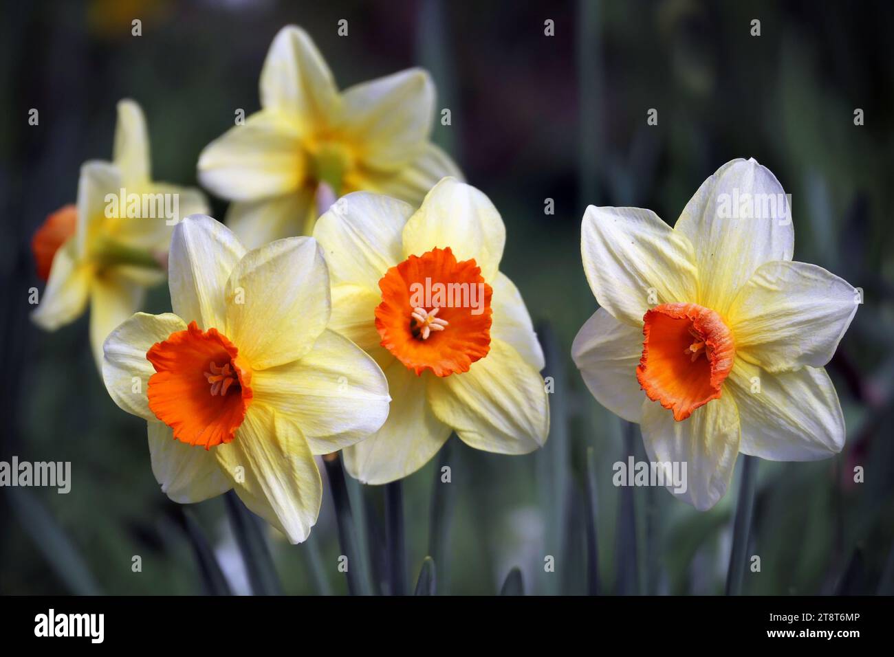Daffodils, Narcissus is a genus of predominantly spring flowering perennial plants of the amaryllis family, Amaryllidaceae. Various common names including daffodil, narcissus, and jonquil are used to describe all or some members of the genus Stock Photo