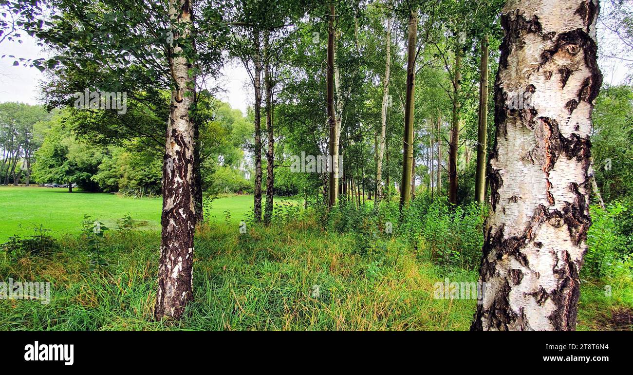 Silver birches, The silver birch is a classic small tree that has been grown in gardens for decades. It has a graceful outline of weeping branches coming from a white trunk. In autumn the leaves turn a clear, bright yellow Stock Photo