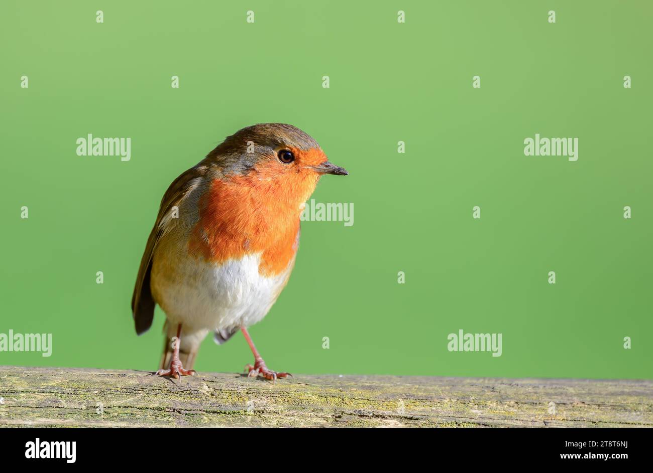 Robin, Erithacus rubecula, perched on a gate. Stock Photo