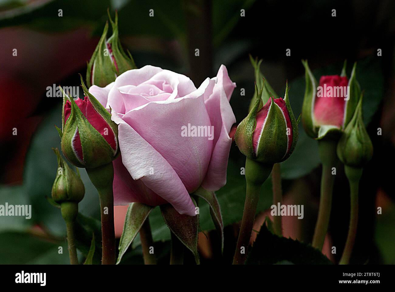 Beautifully formed blooms hi-res stock photography and images - Alamy