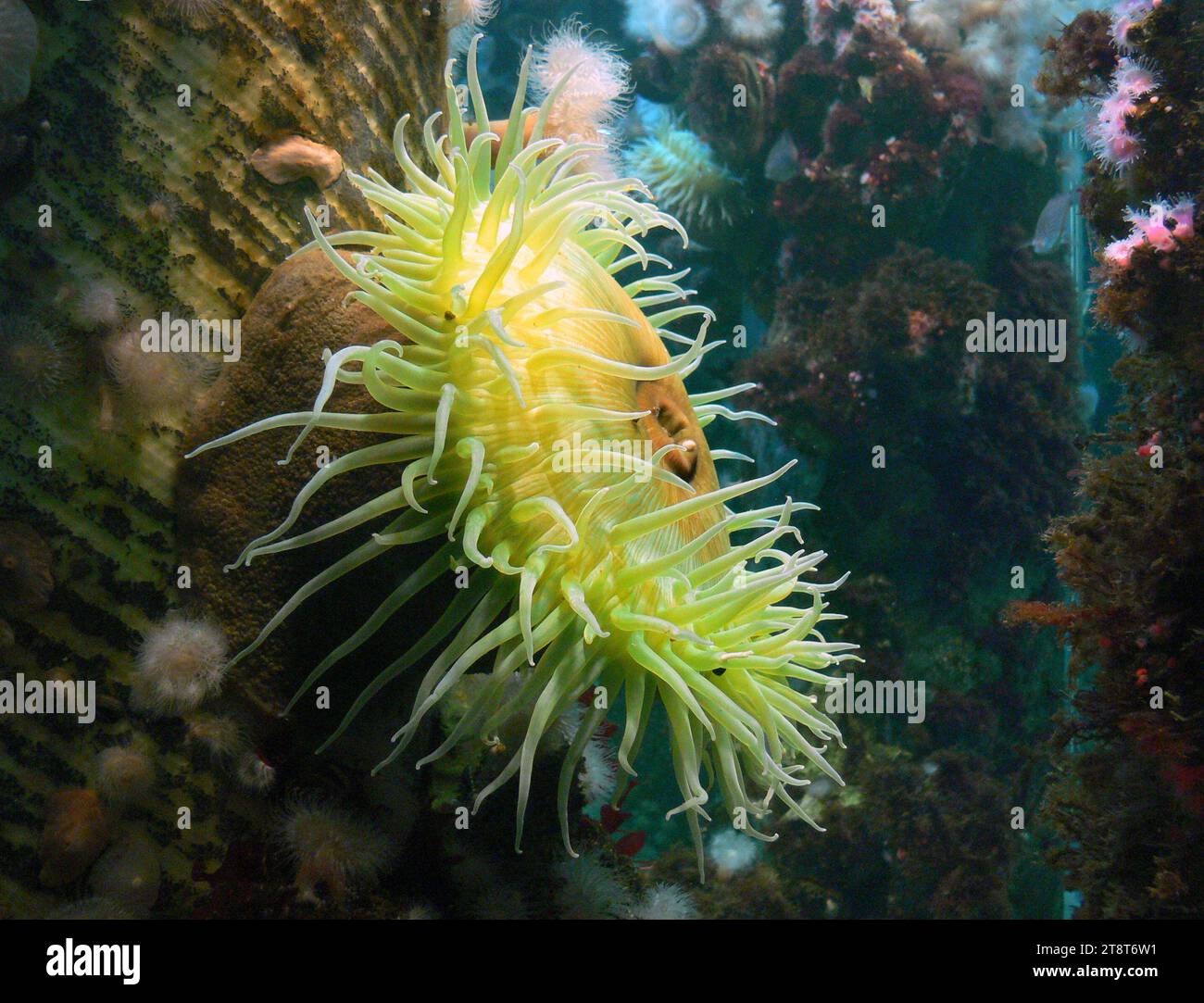 Sea anemones, A close relative of coral and jellyfish, anemones are stinging polyps that spend most of their time attached to rocks on the sea bottom or on coral reefs waiting for fish to pass close enough to get ensnared in their venom-filled tentacles Stock Photo