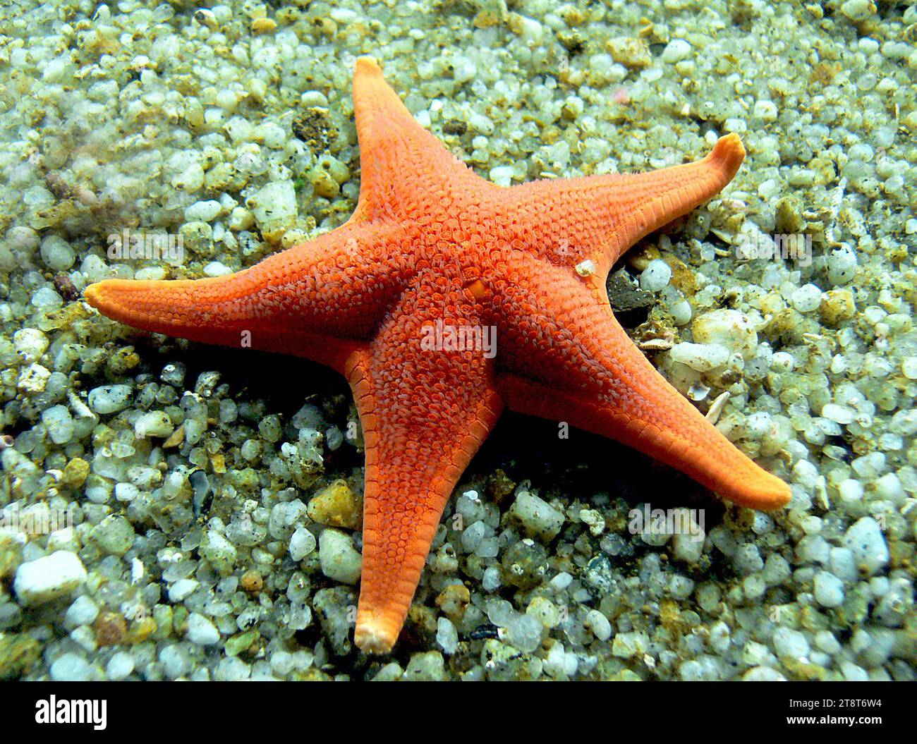 Starfish, Starfish or sea stars are star-shaped echinoderms belonging to the class Asteroidea. Common usage frequently finds these names being also applied to ophiuroids, which are correctly referred to as brittle stars or basket stars. Starfish are also known as asteroids due to being in the class Asteroidea Stock Photo