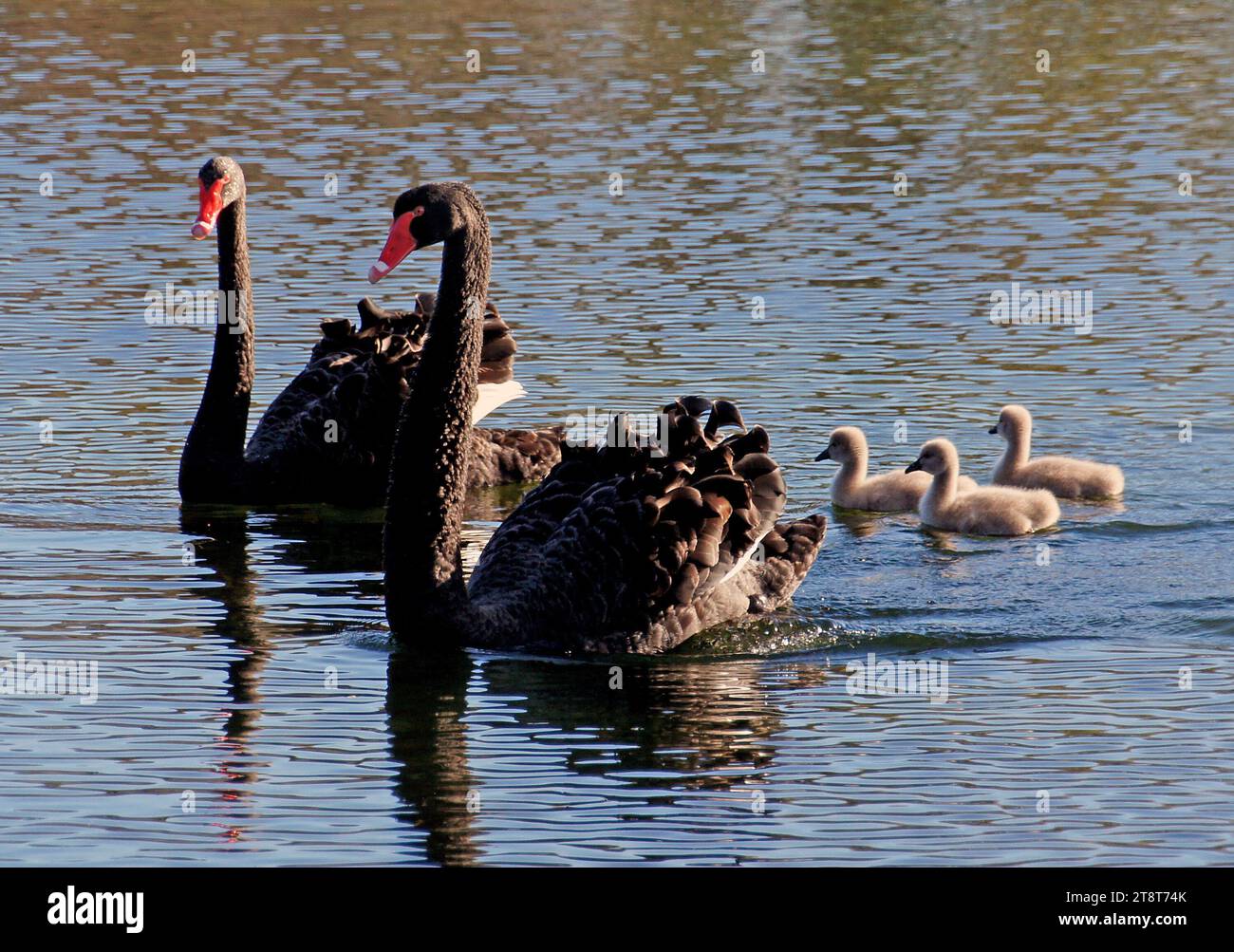 Black Swans. (Cygnus atratus), A large black swan, usually seen floating on water. When the wings are lifted, or when flying, pure white flight feathers are visible, which are black-tipped in immature birds. The bill is a bright red with a terminal white band, the eyes are red, and the legs are dark grey. Both sexes are alike, but the female is noticeably smaller than the male. Cygnets are grey with a black bill, and newly-fledged young are dull greyish-brown with a brown eye. On land swans walk slowly and are ungainly. Stock Photo