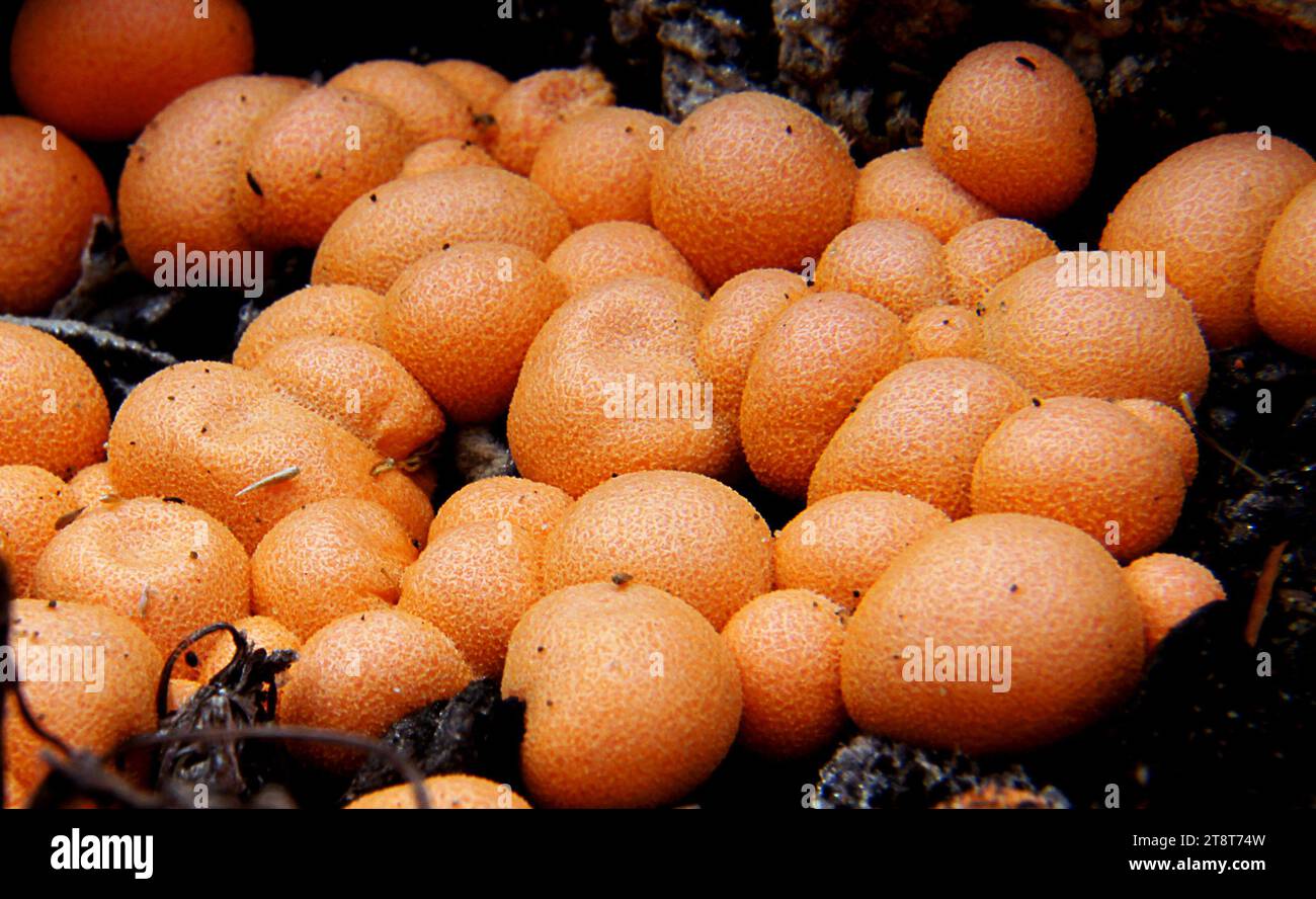 Lycogala epidendrum. (wolf's milk,), Lycogala epidendrum, commonly known as wolf's milk, groening's slime is a cosmopolitan species of plasmodial slime mould which is often mistaken for a fungus Stock Photo
