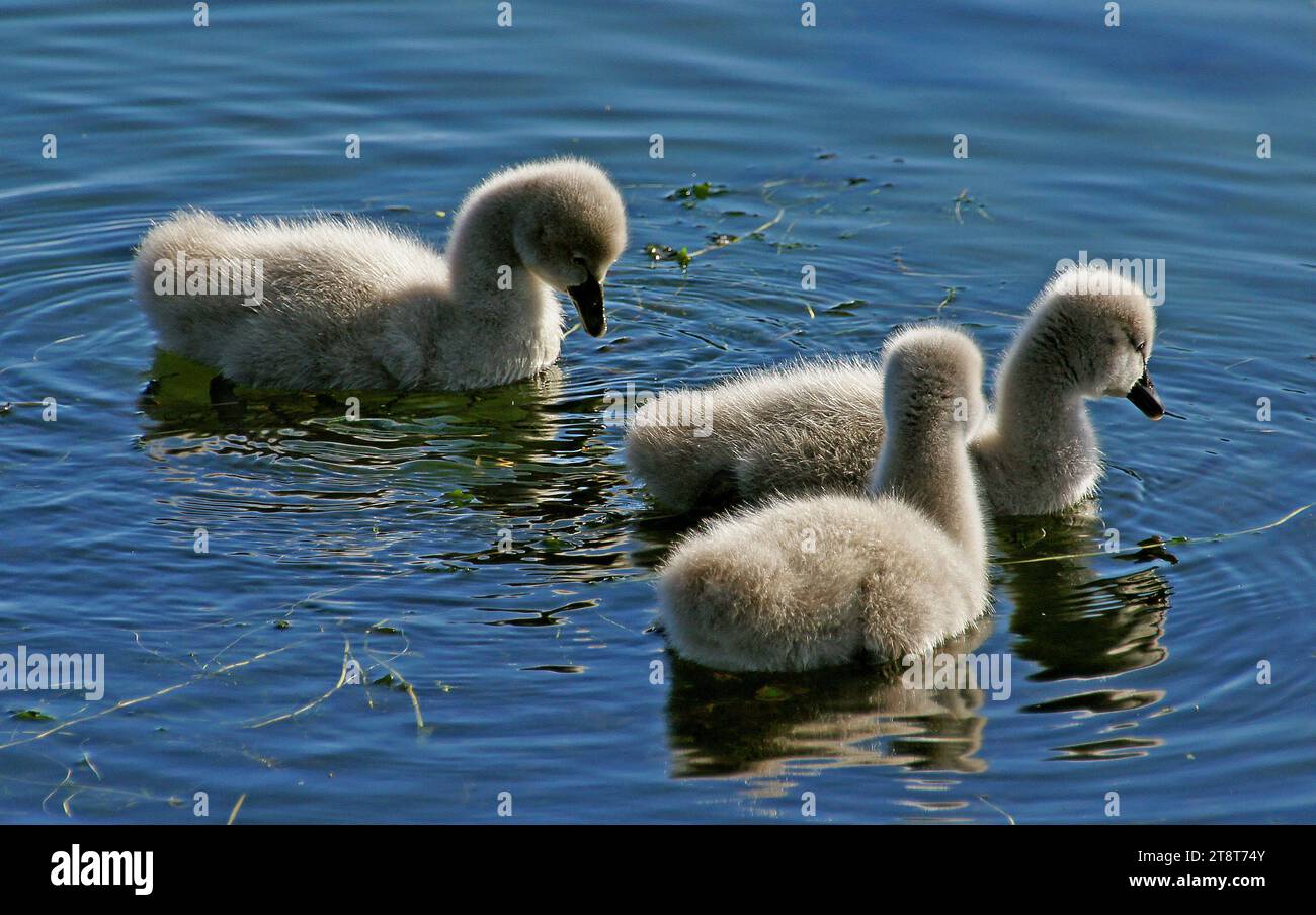 Cygnets, Black swans are mostly black-feathered birds, with white flight feathers. The bill is bright red, with a pale bar and tip; and legs and feet are greyish-black. Cobs (males) are slightly larger than pens (females), with a longer and straighter bill. Cygnets (immature birds) are a greyish-brown with pale-edged feathers Stock Photo