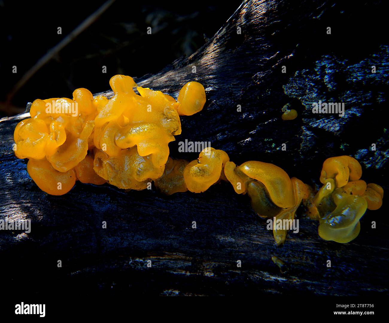 Jelly Fungi. Tremella lutescens, Jelly fungi are a paraphyletic group of several heterobasidiomycete fungal orders from different classes of the subphylum Agaricomycotina: Tremellales, Dacrymycetales, Auriculariales and Sebacinales Stock Photo
