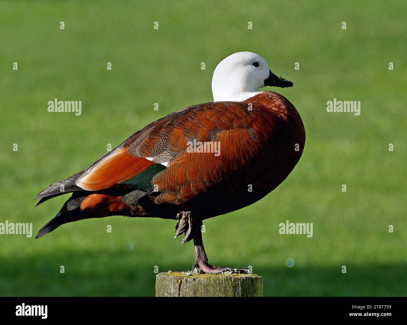 Paradise shell duck hi-res stock photography and images - Alamy