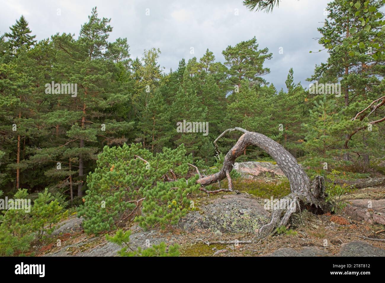 Coomon juniper (Juniperus communis) in the forest on the island of Linlo in cloudy autumn weather, Kirkkonummi, Finland. Stock Photo