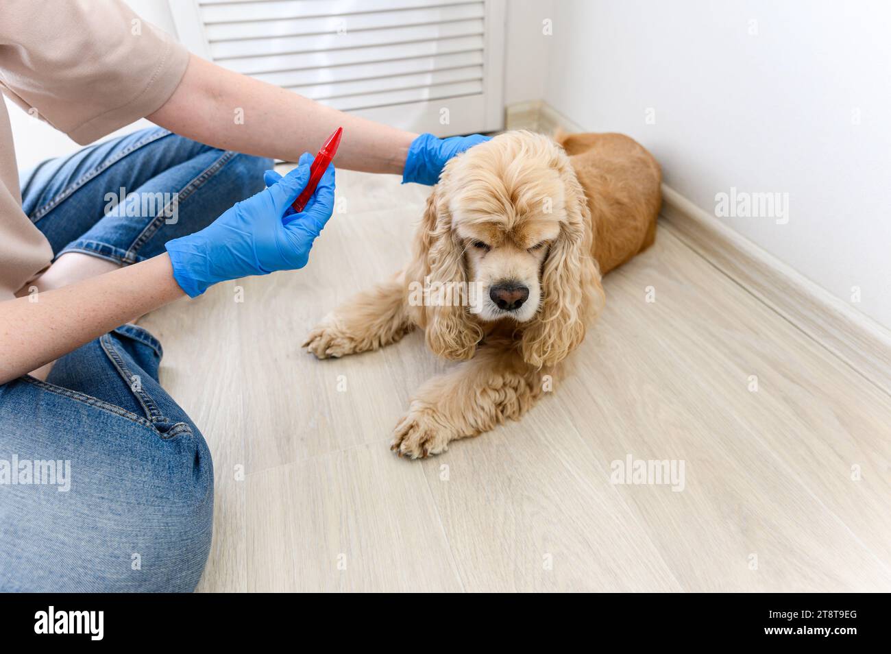 A woman applies flea and tick treatment to her dog's fur. Stock Photo