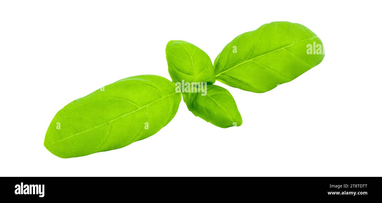 Basil, green leaves united, isolated on white background with clipping