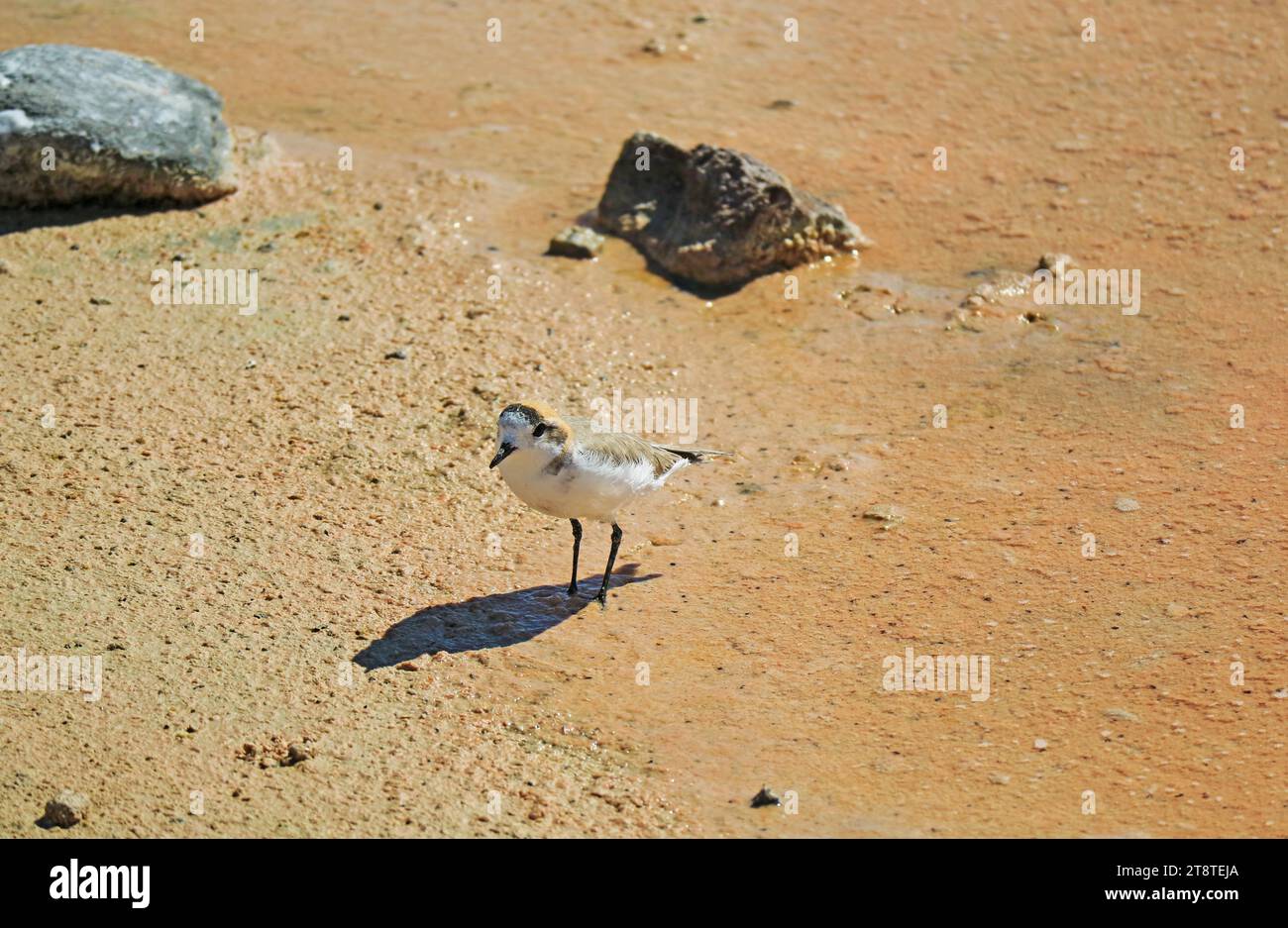 One Puna Plover Bird Walking on the Shore of Chaxa Lagoon, Part of Salar de Atacama Salt Flat in Antofagasta Region, Northern Chile, South America Stock Photo