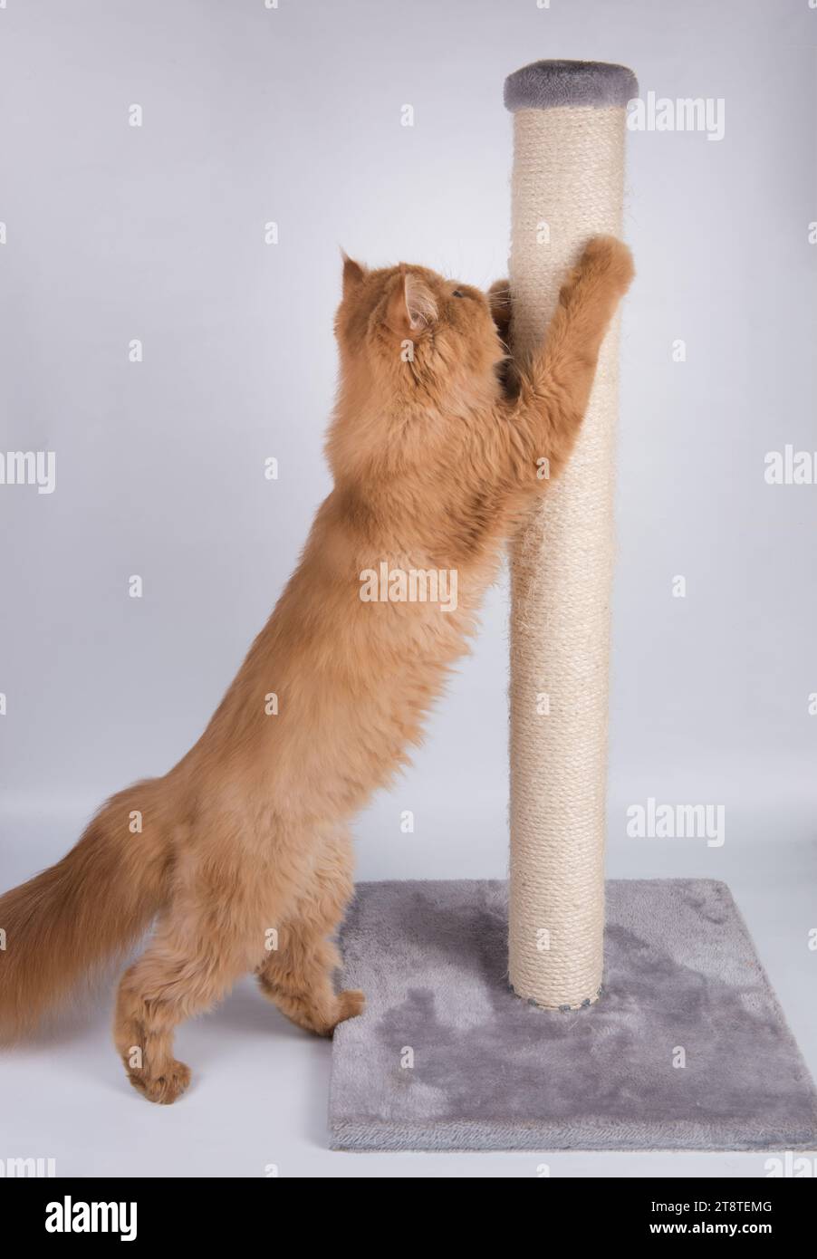 Red Persian Exotic Longhair cat sharpens its claws on the scratching ...