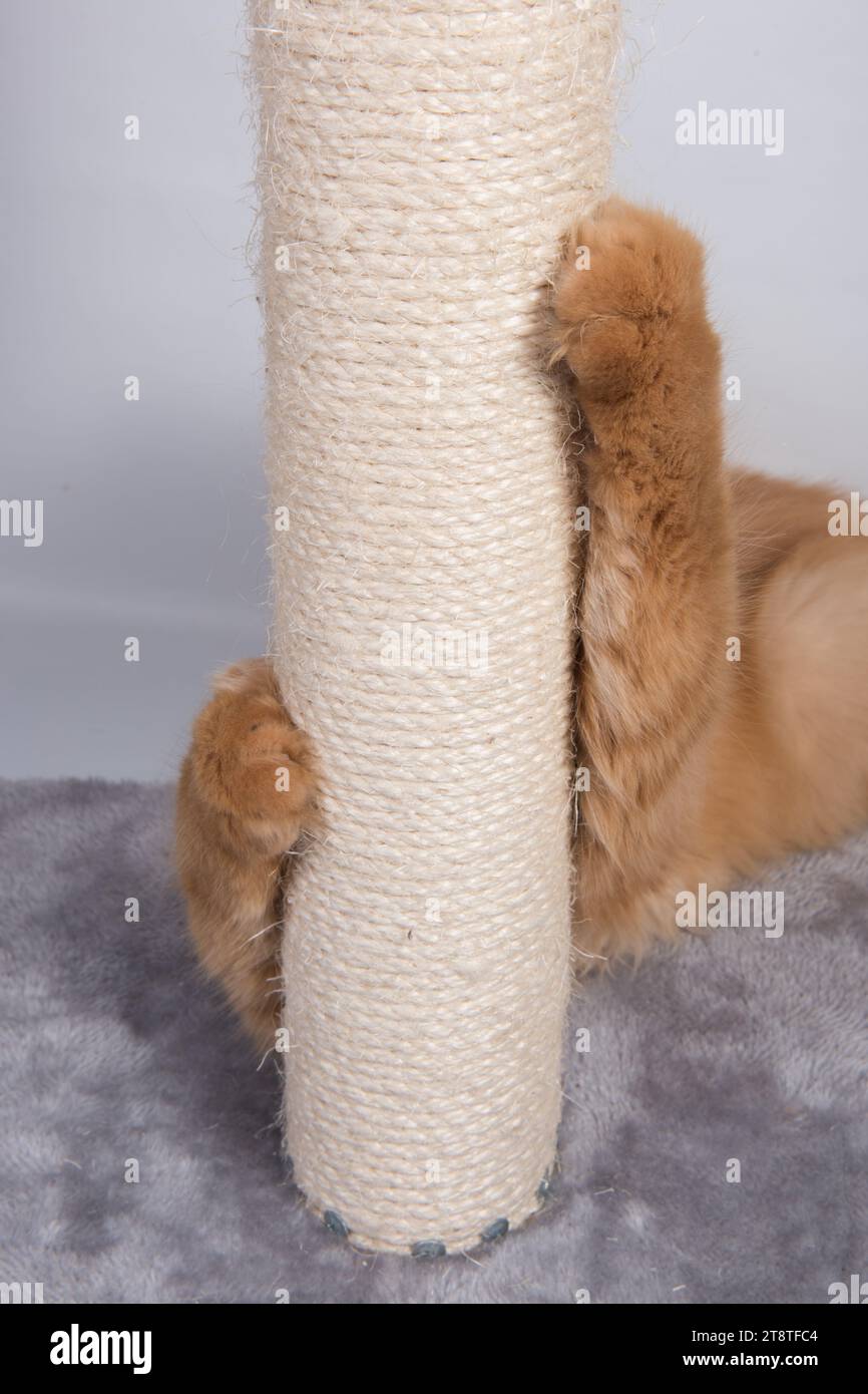 Red tabby cat sharpening claws hi-res stock photography and images - Alamy