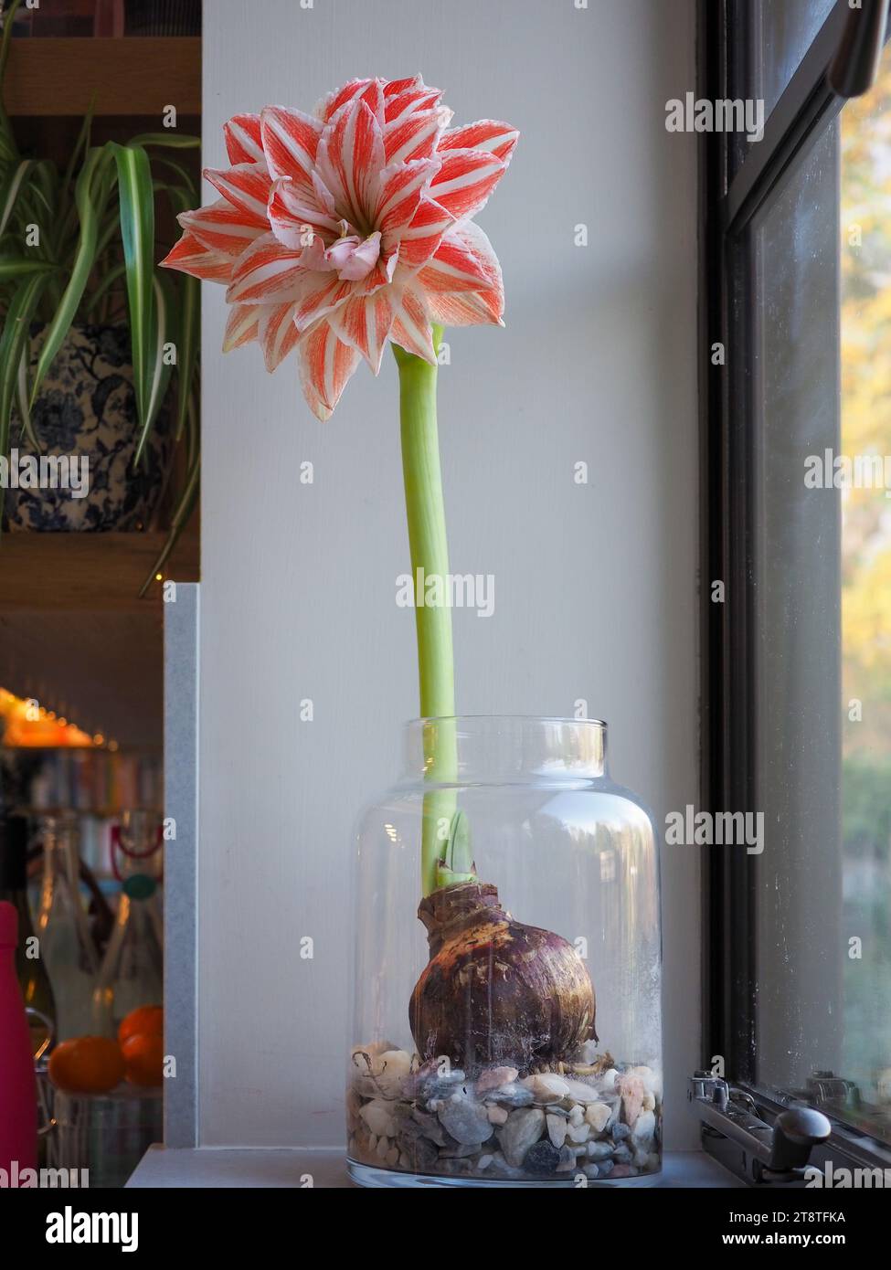 Christmas flowering amaryllis /  hippeastrum ‘Dancing Queen’ grown from a bulb in a glass jar on a kitchen windowsill in winter Stock Photo