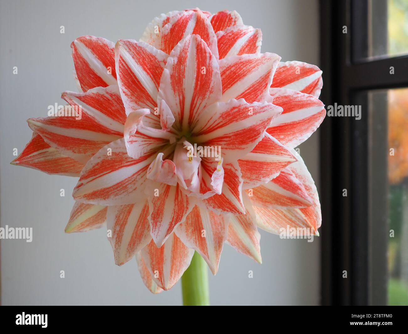 Close up of the flower of the Hippeastrum 'Dancing Queen' (syn. Amaryllis Dancing Queen), a stripy orange and white indoor winter bulb Stock Photo
