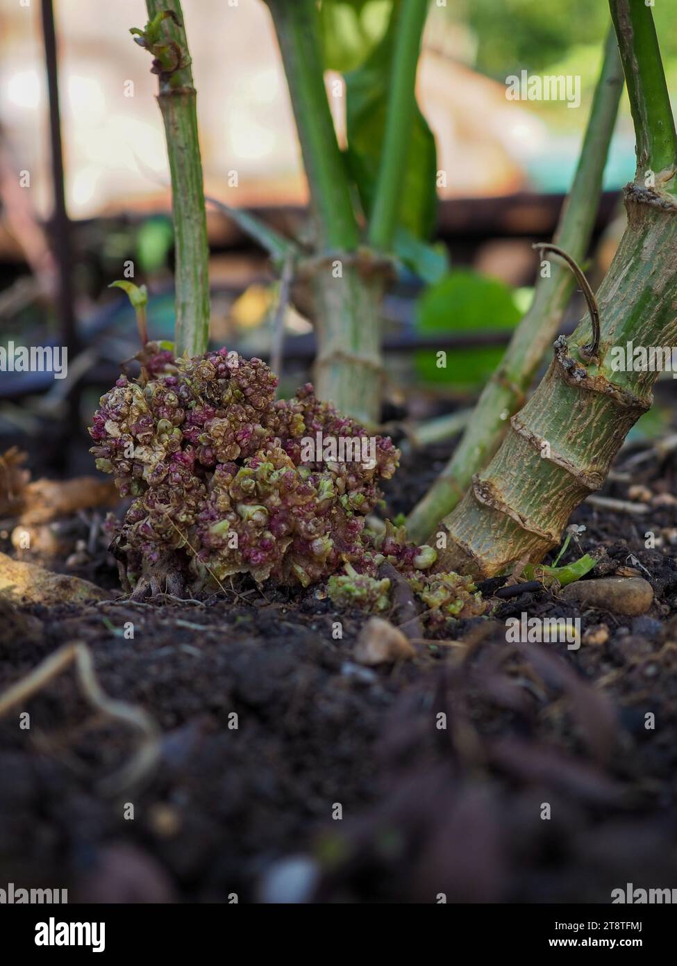 Close up of leafy gall or crown gall (plant bacterial infection by Rhodococcus fascians or Agrobacterium tumefaciens) at the base of dahlia stems Stock Photo