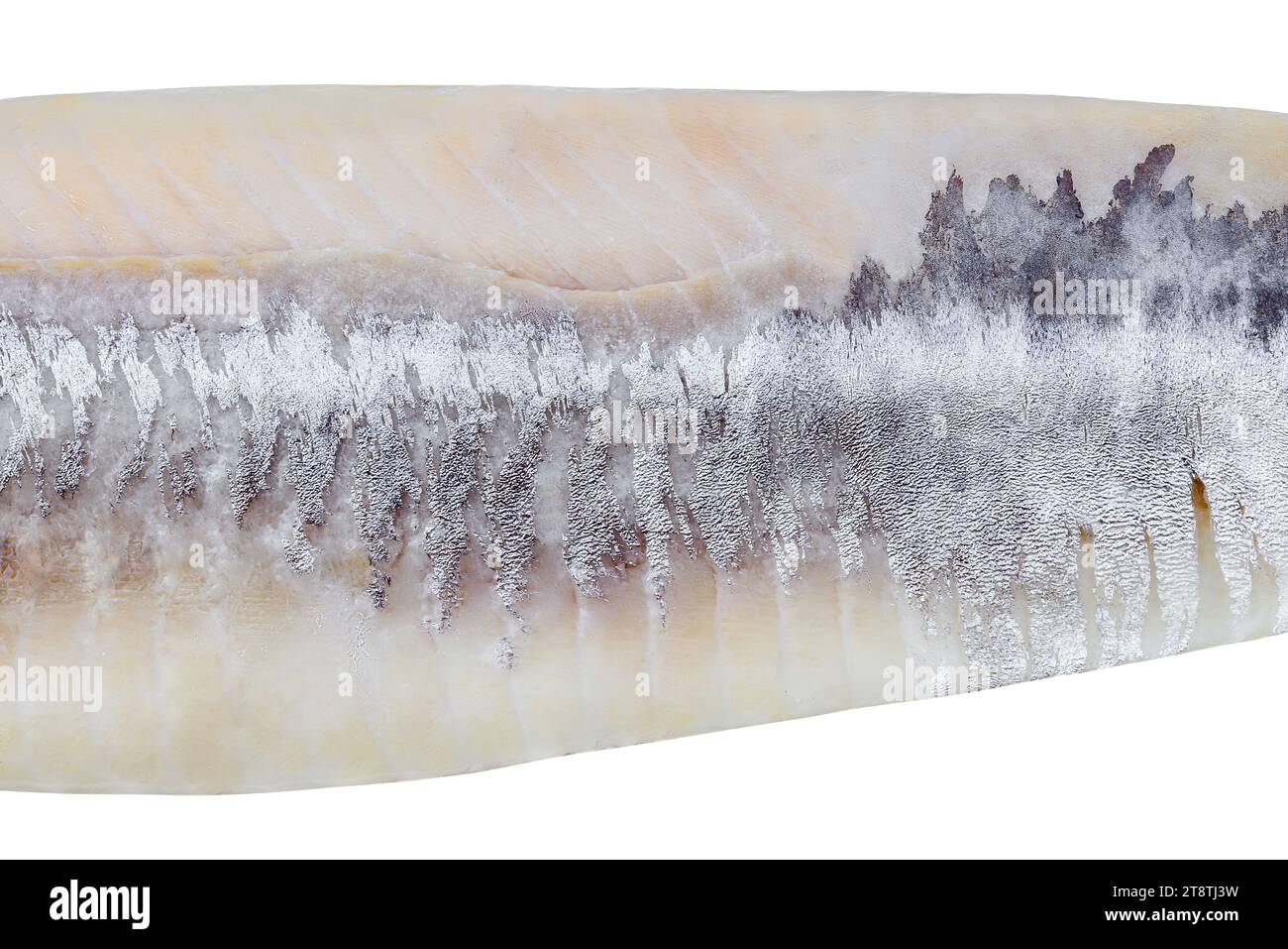 Herring fillet peeled from the skin, close-up, isolated on white ...