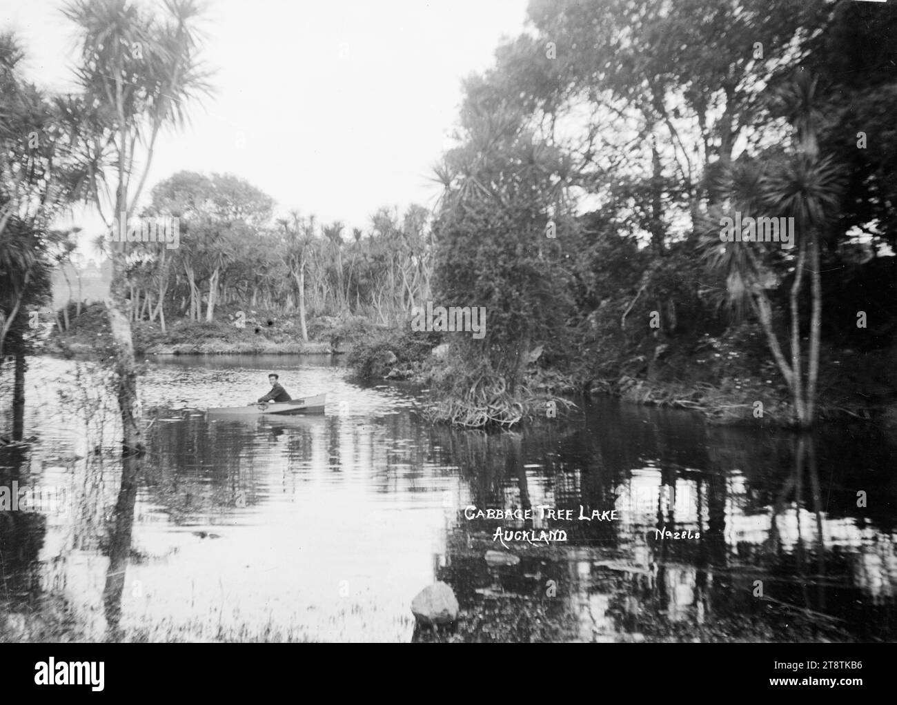 View of Cabbage Tree Lake, Auckland, New Zealand, View of a small lake surrounded by cabbage trees, with a man in a rowing boat in the centre of the lake. in early 1900s Stock Photo