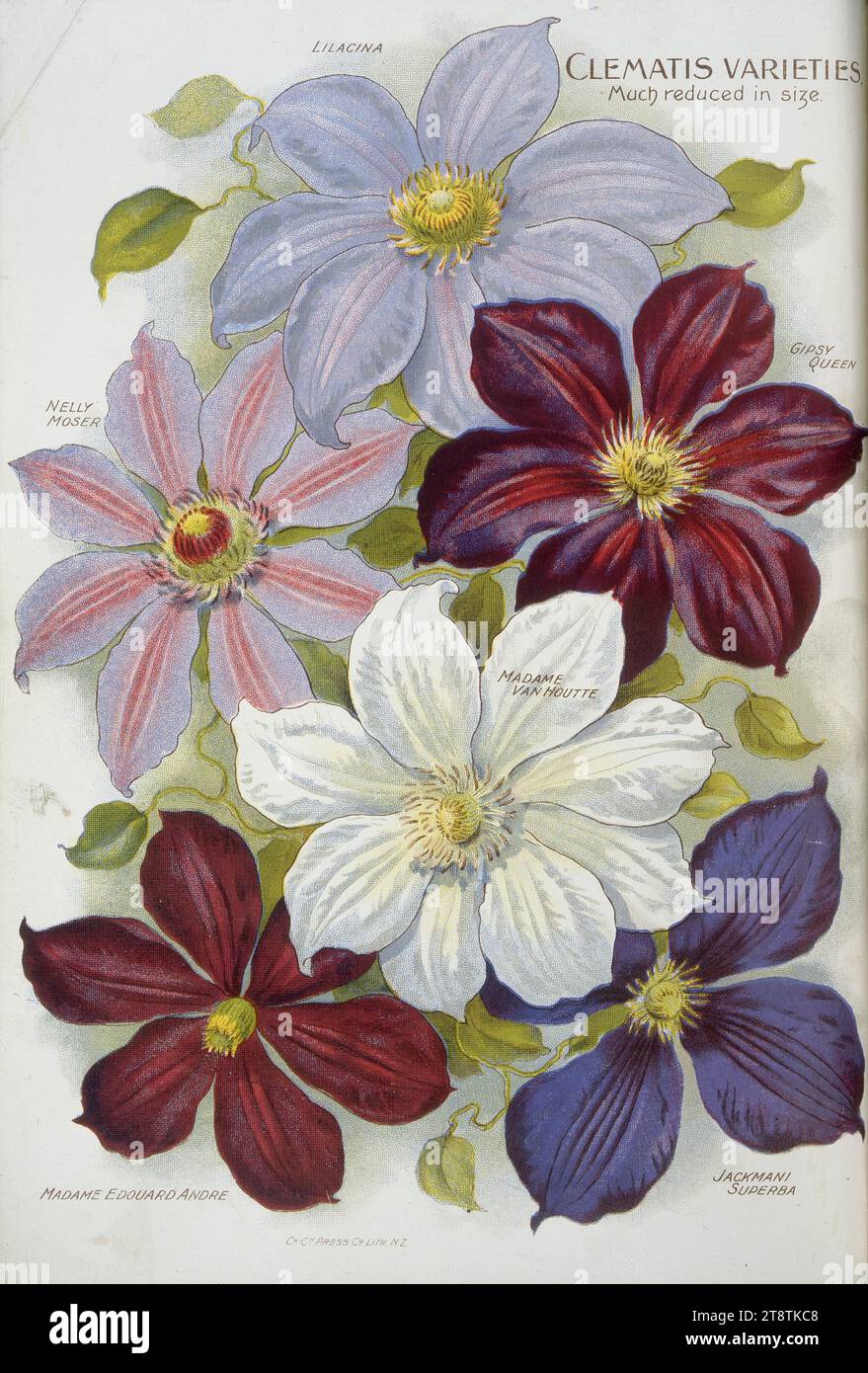 Nairn and Sons, Lincoln Road, Christchurch, New Zealand, N.Z.: Clematis varieties. 1906, Shows clematis varieties: Lilacina, Gipsy queen, Madame van Houtte, Jackmani superba, Madame Edouard Andre, Nelly Moser Stock Photo