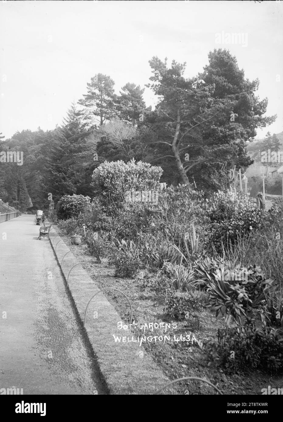 Wellington, New Zealand Botanic Garden, View taken from the vicinity of the main gates on Glenmore Street looking along the path leading to the pond. Garden bed with natives and exotics is on the right and Glenmore Street can be glimpsed behind the bed. The grass verge is protected from being walked on by bamboo stakes placed across the verge at regular intervals. A pram can be seen in the middle distance on the left. ca 1914 (ie sometime after the pine trees had been removed from the road frontage behind the garden bed Stock Photo