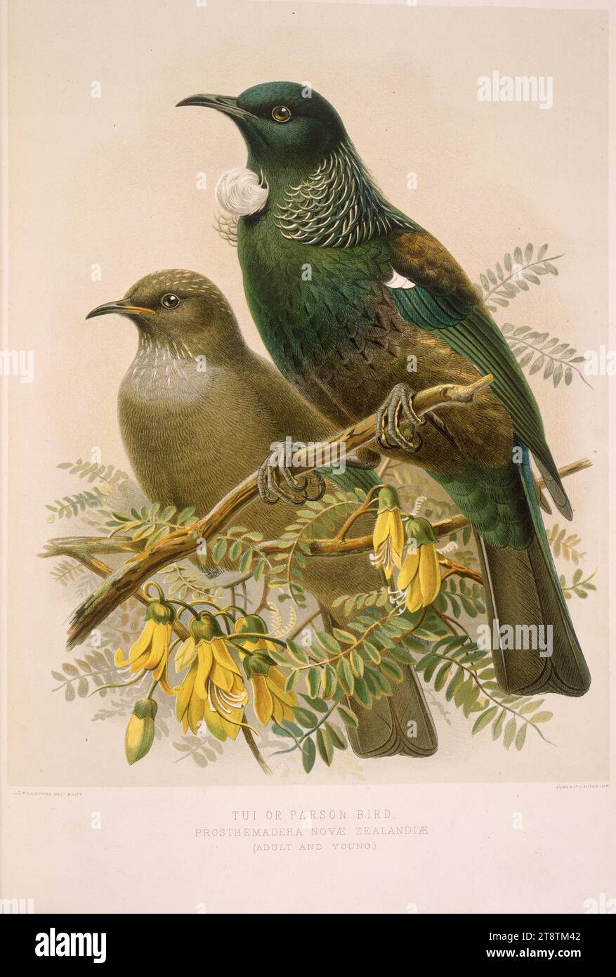 Keulemans, John Gerrard 1842-1912: Tui or Parson bird - prosthemadera novae-zealandiae (adult and young). J. G. Keulemans delt. & lith. Plate X. 1888, Shows two tui, the young on the left,the adult on the right, on Kowhai (sophora microphylla Stock Photo