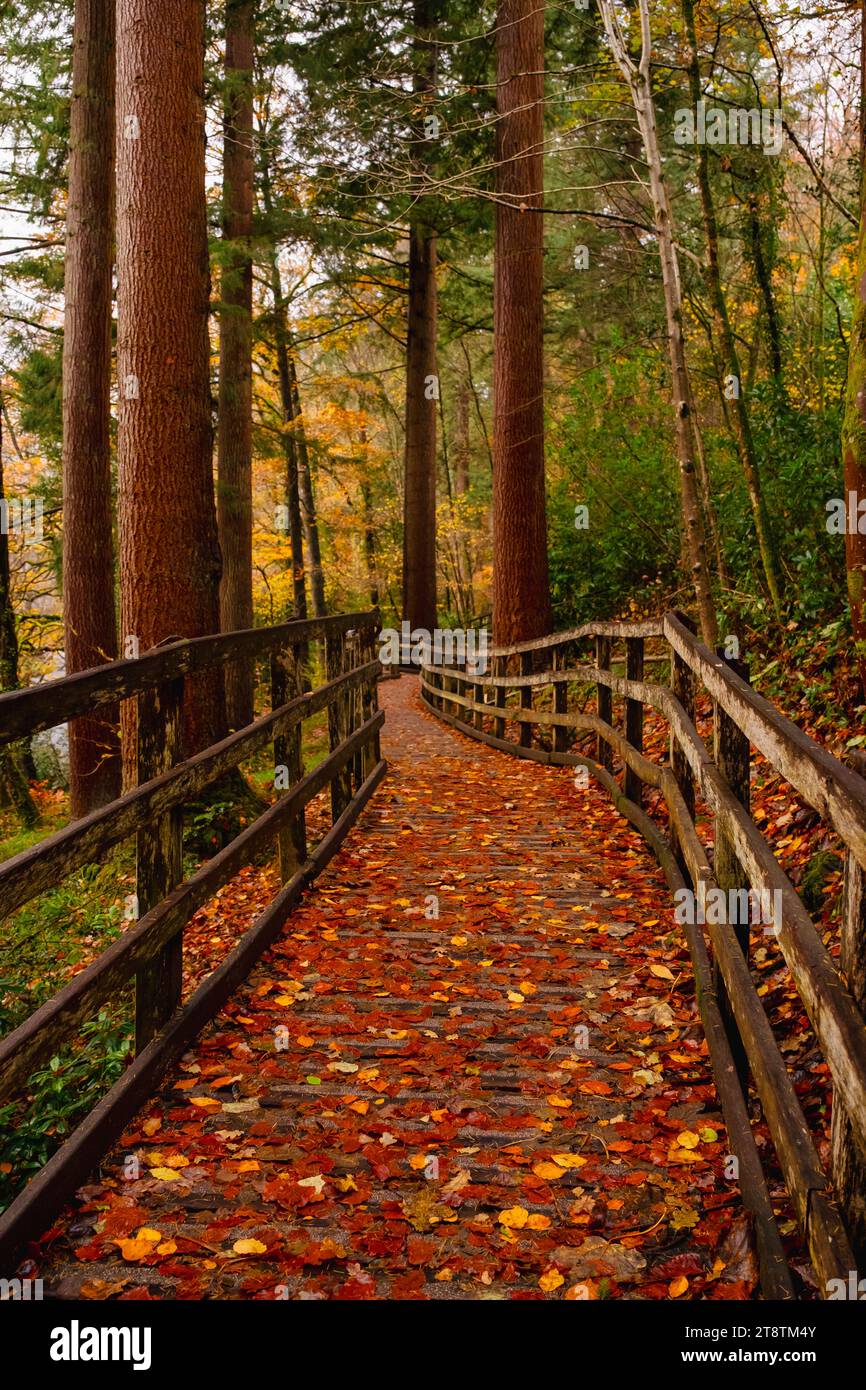 Coed Tan Dinas Walk. Boardwalk footpath through the Gwydir Forest Park woods beside the Afon Llugwy river in autumn. Betws-y-Coed, Conwy, Wales, UK Stock Photo