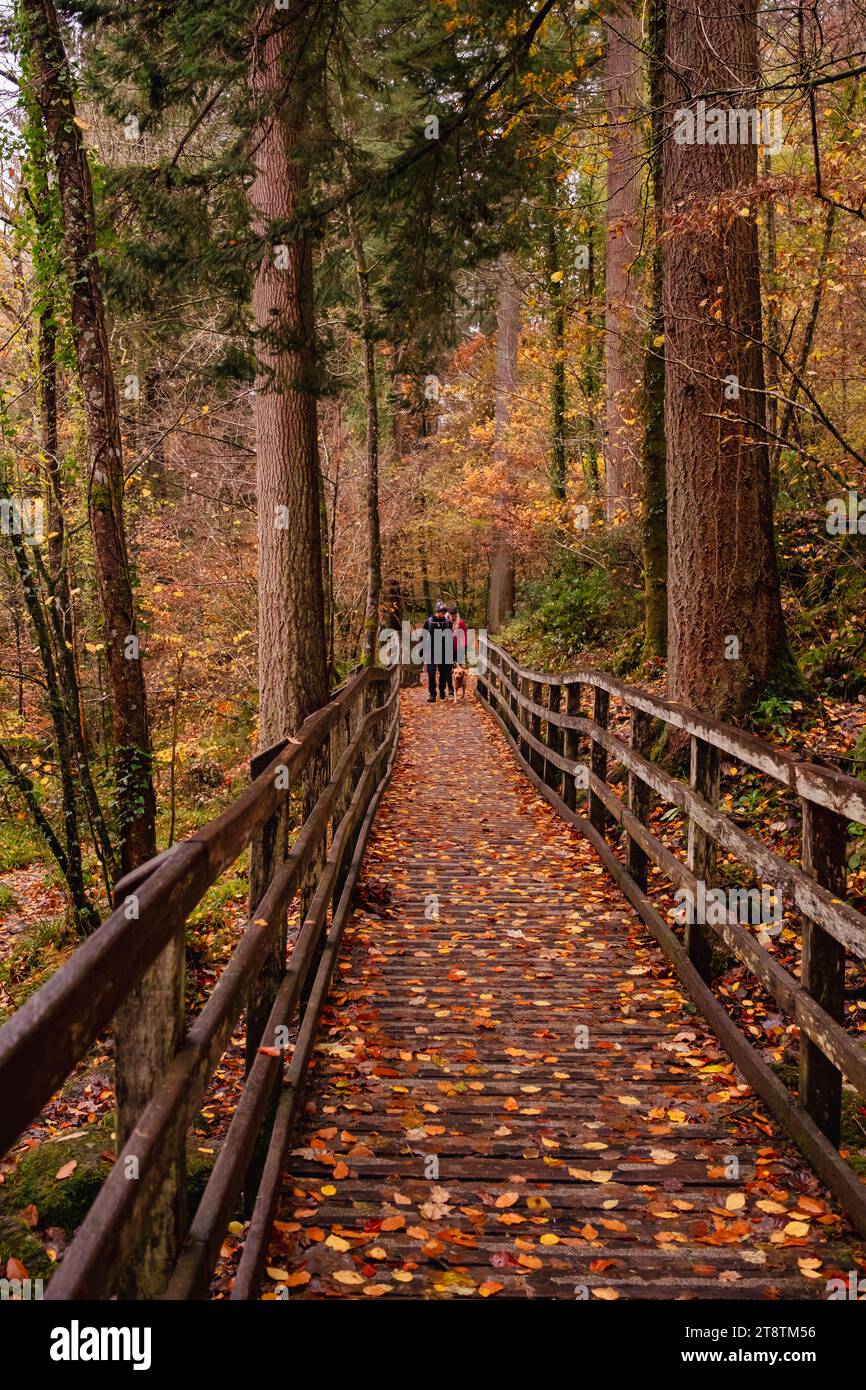 Coed Tan Dinas Walk. People waling on boardwalk footpath through the Gwydir Forest Park woods beside in autumn. Betws-y-Coed, Conwy, Wales, UK, Stock Photo