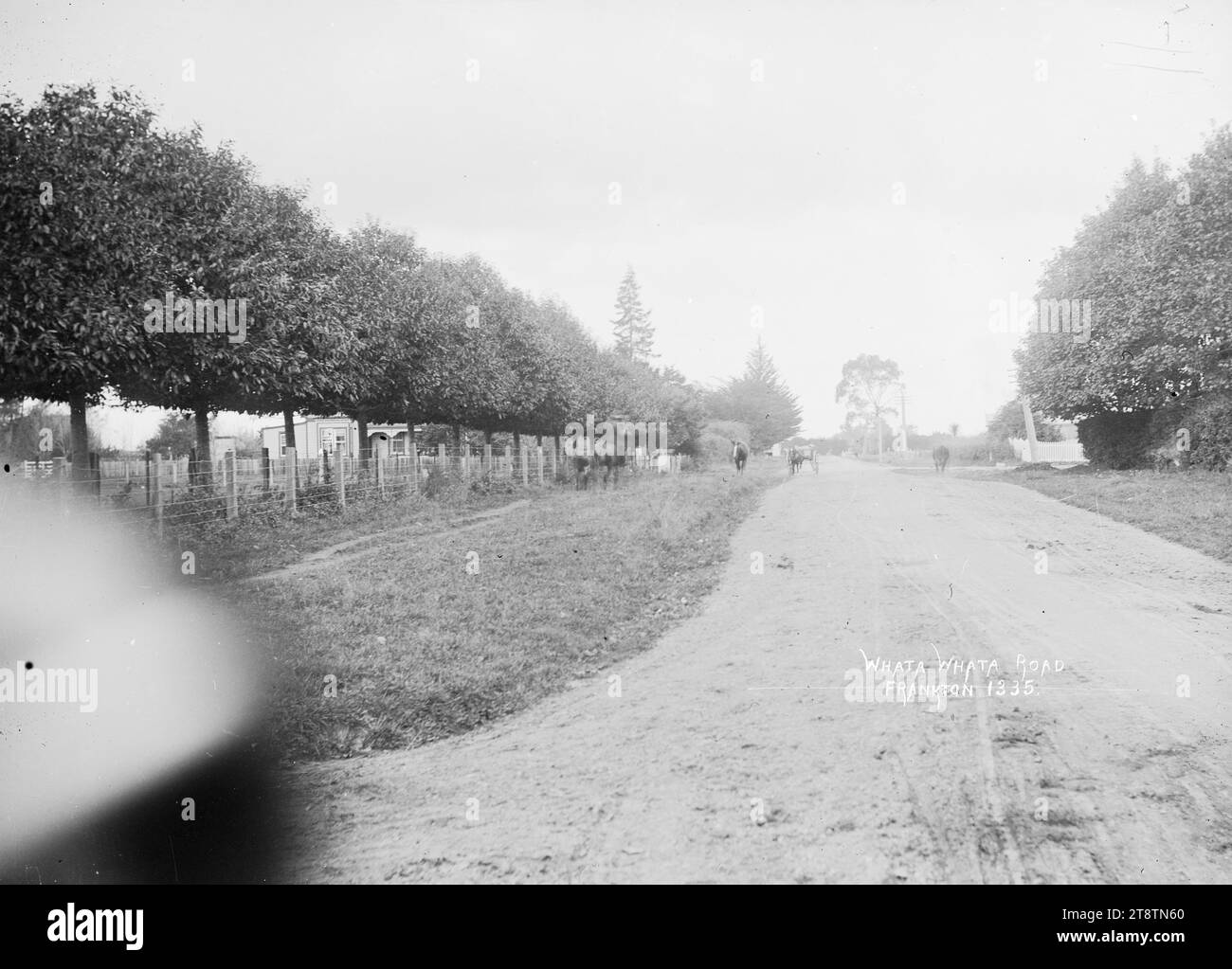 Whata Whata Road at Frankton, View of the Whatawhata Road at Frankton, photographed . The road is lined with grass verges, and a long row of trees on the left Stock Photo