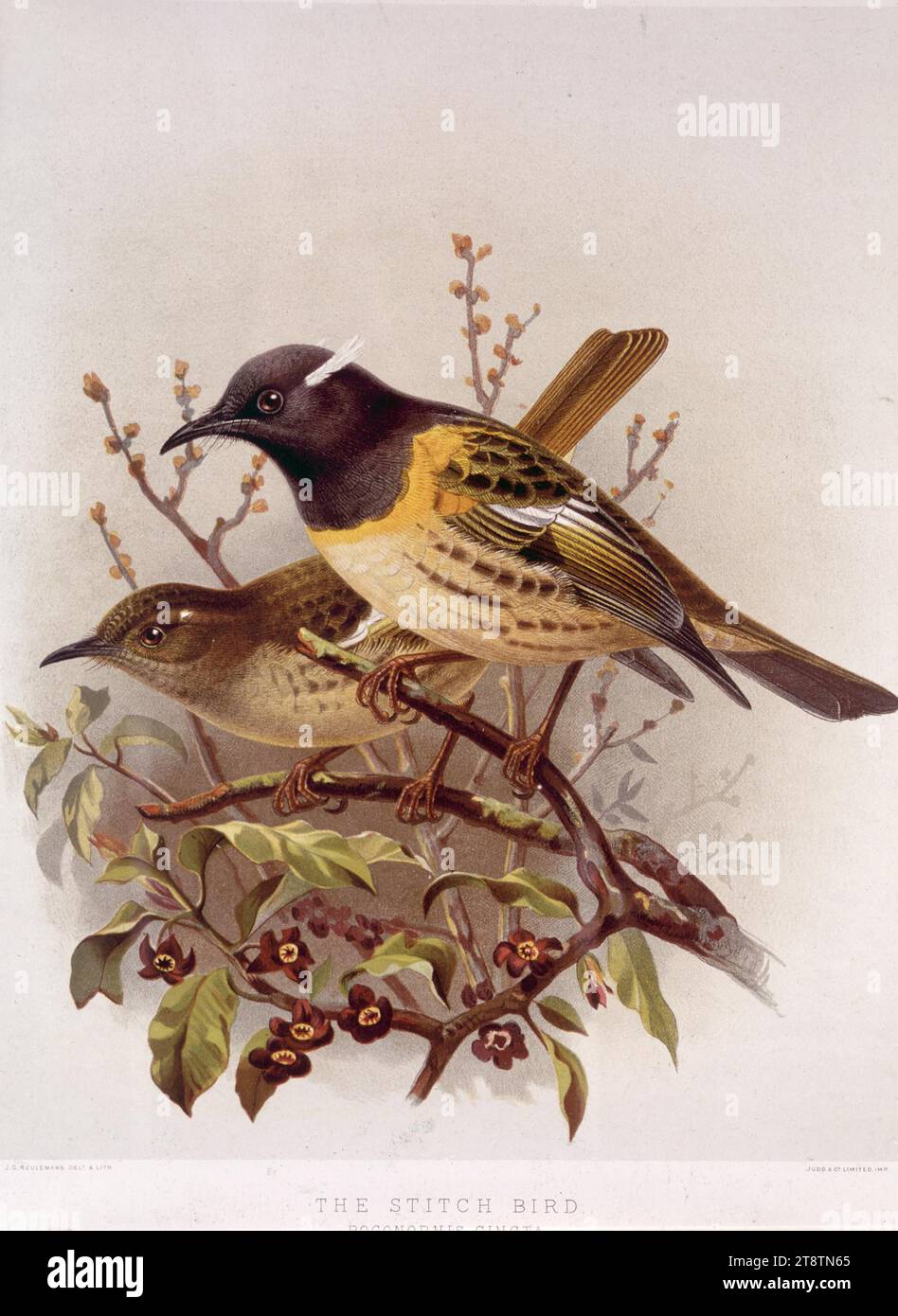 Keulemans, John Gerrard, 1842-1912: The stitch bird - pognornis cincta (male and female). / J. G. Keulemans delt. & lith. Judd & Co. Ltd. Plate XVII. 1888, A pair of stich-birds (Maori name hihi) perched on a branch of kohuhu (pittosporum tenuifolium) in flower. The male is in front, with brighter colours and a white tuft protruding from its head, behind the eye Stock Photo