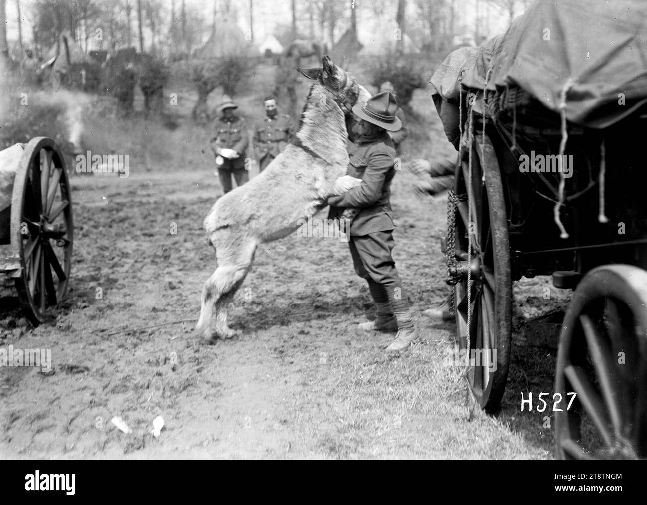 Moses, the donkey mascot of the New Zealand Army Service Company, in a playful mood, 'Moses' an Eyptian donkey and the mascot of the New Zealand Army Service Company playfully jumps up against a soldier. Photograph taken Louvencourt 20 April 1918 Stock Photo