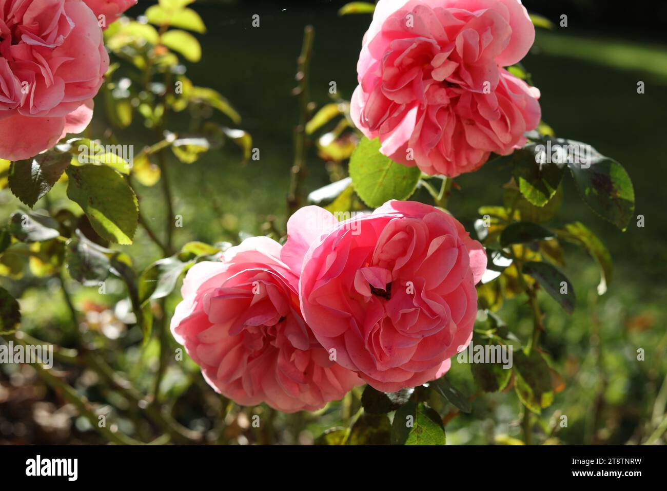 a close up of Rosa  centifolia, the Provence rose, cabbage rose or Rose de Mai in the autumn garden Stock Photo