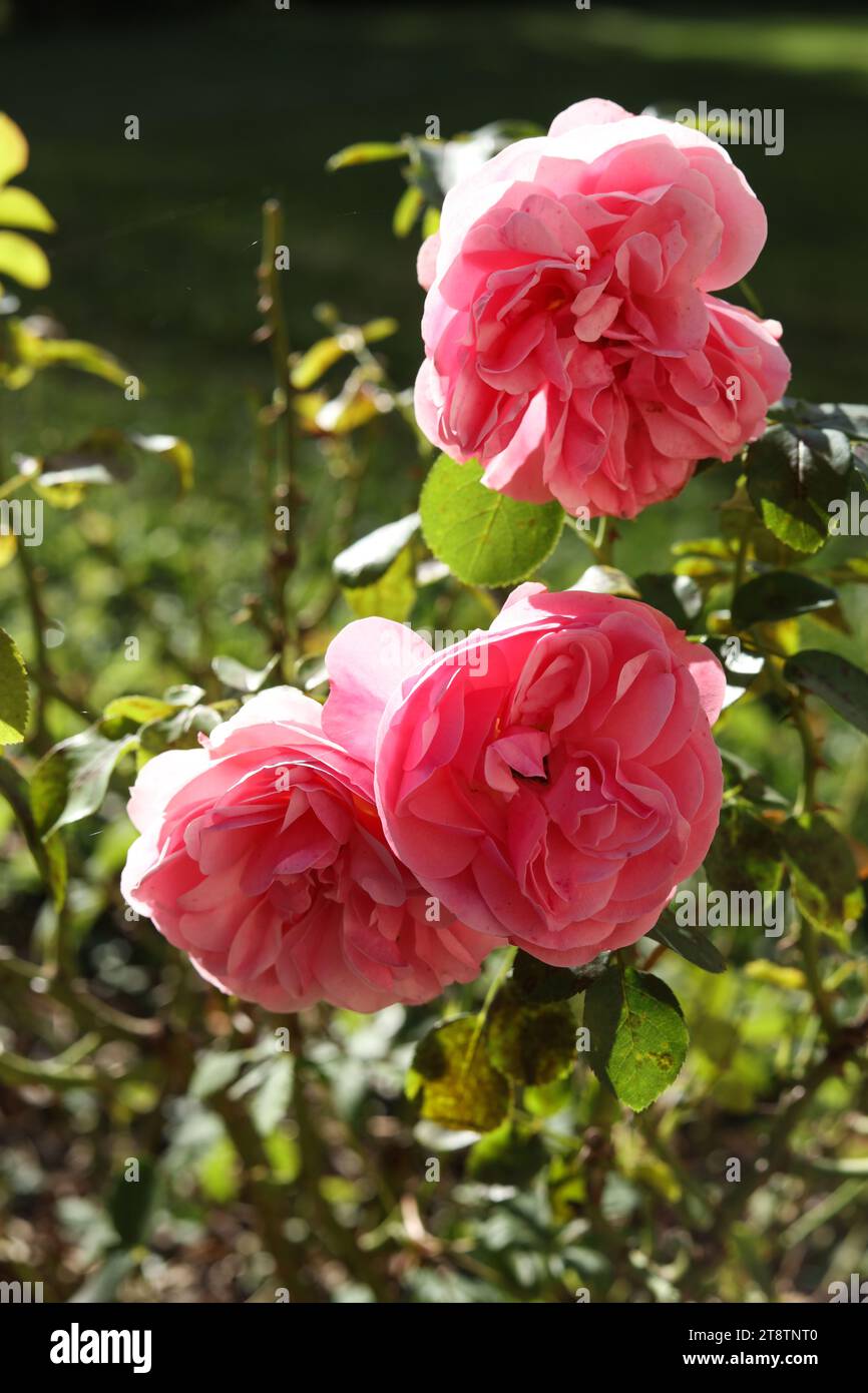 a close up of Rosa  centifolia, the Provence rose, cabbage rose or Rose de Mai in the autumn garden Stock Photo