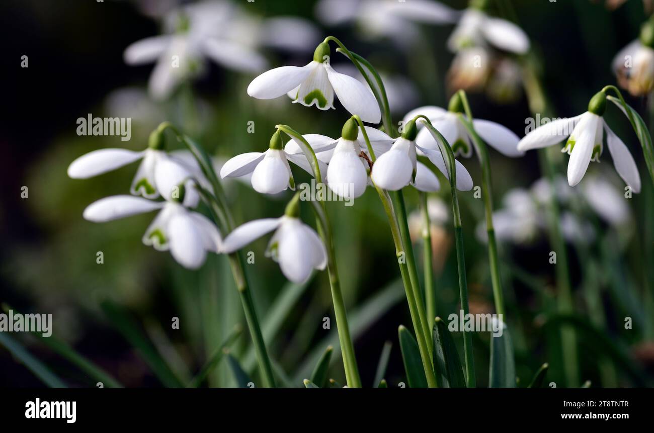 galanthus Brenda Troyle; hybrid snowdrop; hybrid galanthus; hybrids snowdrop; snowdrops; spring; flower; flowers; irish origin,Irish snowdrop,RM Flora Stock Photo