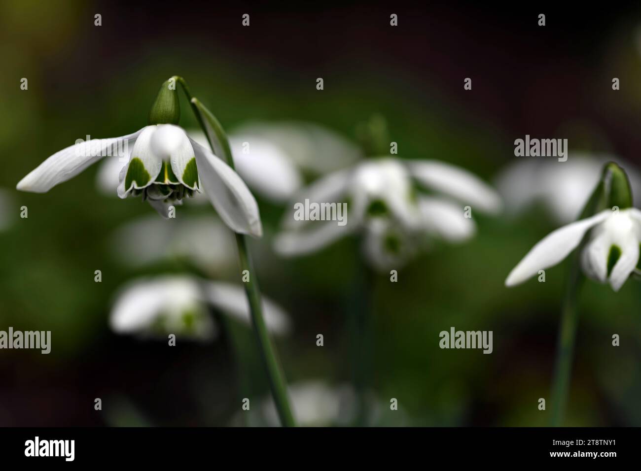 galanthus desdemona greatorex double hybrid snowdrop white