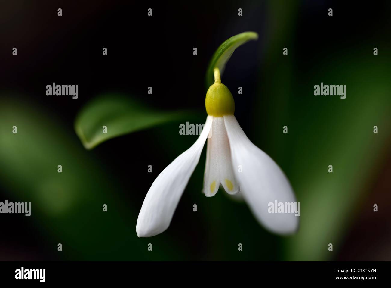 Galanthus woronowii Elizabeth Harrison, yellow snowdrop, hybrid snowdrop; hybrid galanthus; hybrid snowdrops; hybrids,snowdrop,snowdrops; spring; flow Stock Photo