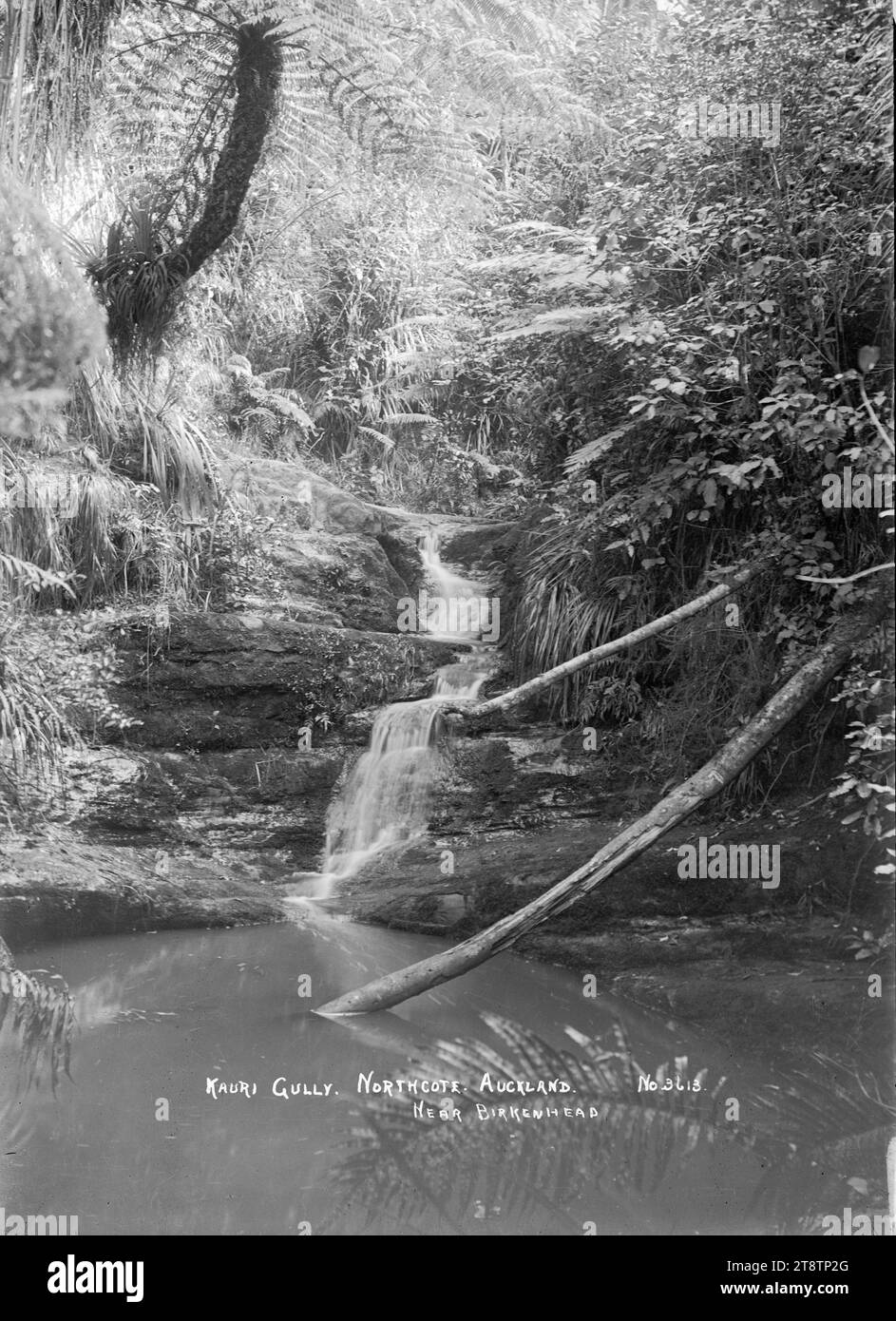 View of Kauri Gully, Northcote, Auckland, New Zealand, View of Kauri